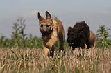 BOUVIER DES ARDENNES 190